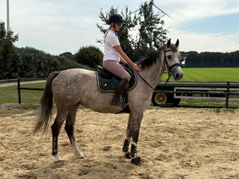 KWPN Stute 5 Jahre 166 cm Schimmel in Niederkrüchten