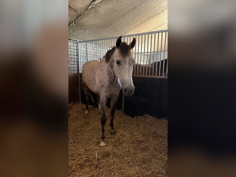 KWPN Stute 5 Jahre 166 cm Schimmel in Niederkrüchten