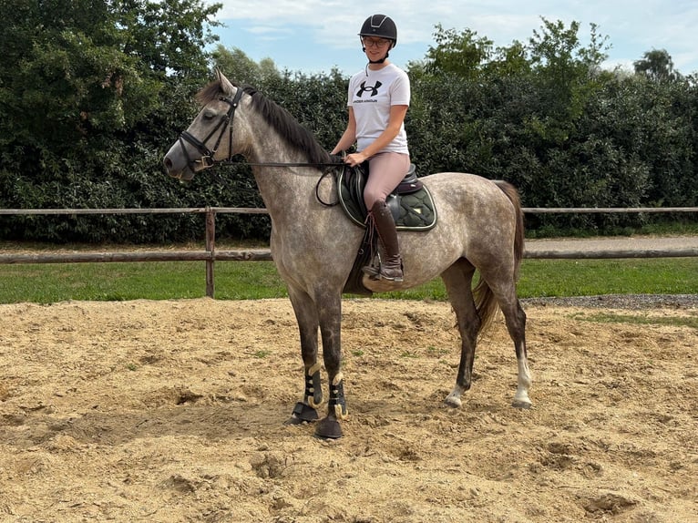 KWPN Stute 5 Jahre 166 cm Schimmel in Niederkrüchten