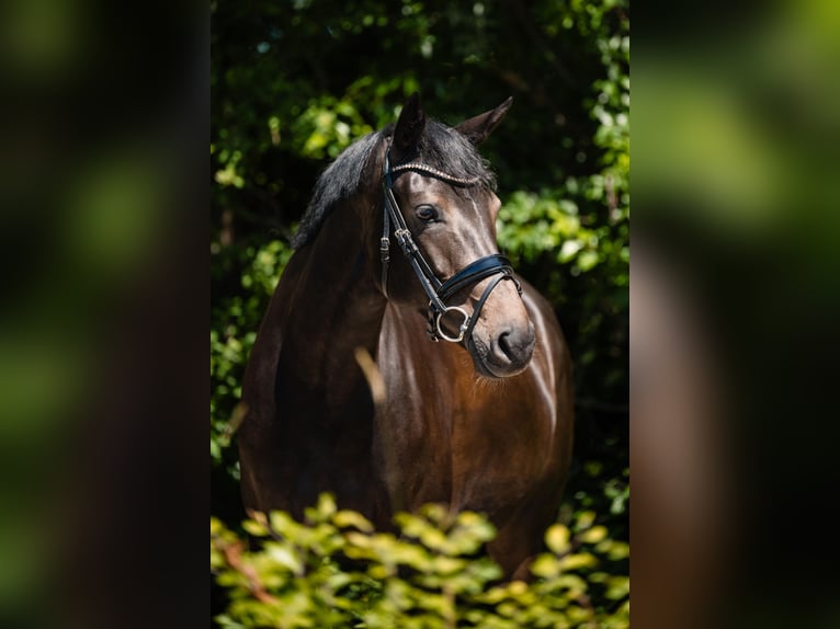 KWPN Stute 5 Jahre 166 cm Schwarzbrauner in Eemnes
