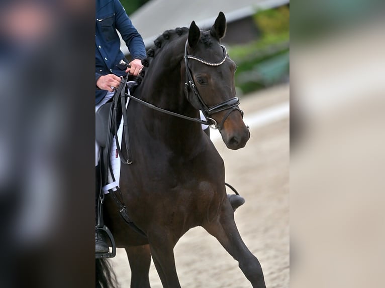 KWPN Stute 5 Jahre 166 cm Schwarzbrauner in Eemnes