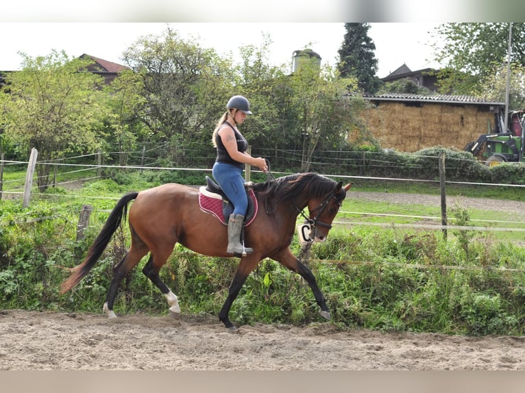KWPN Stute 5 Jahre 167 cm Brauner in Kerkrade