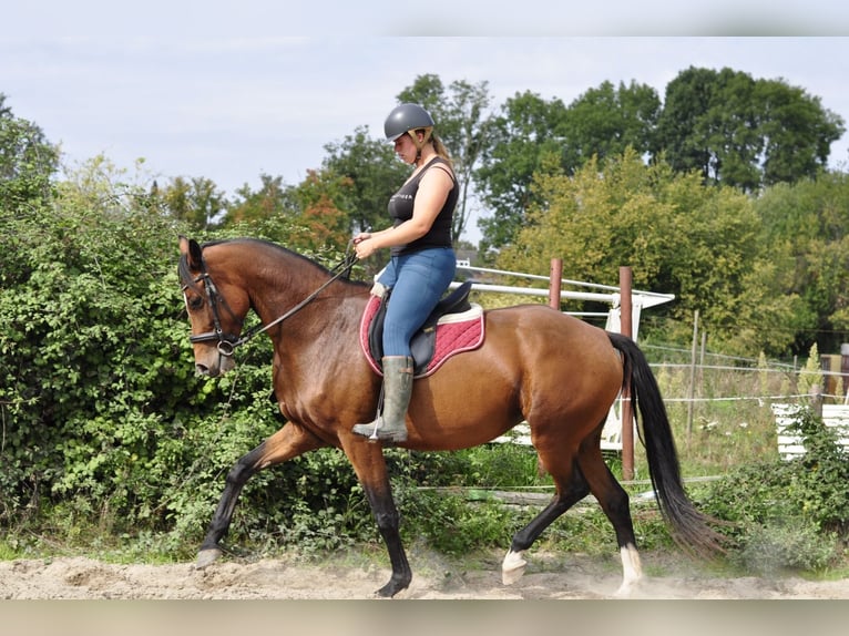 KWPN Stute 5 Jahre 167 cm Brauner in Kerkrade