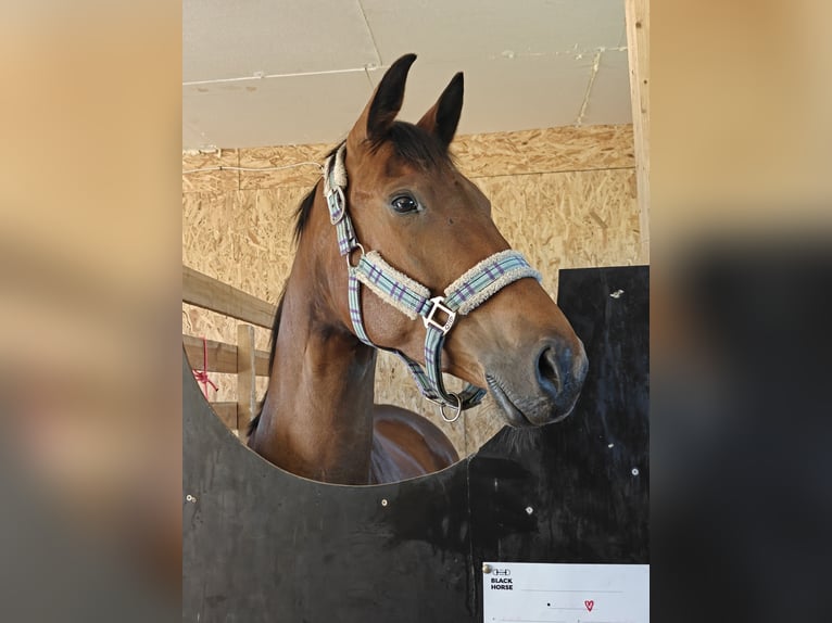 KWPN Mix Stute 5 Jahre 167 cm Brauner in Erastvere