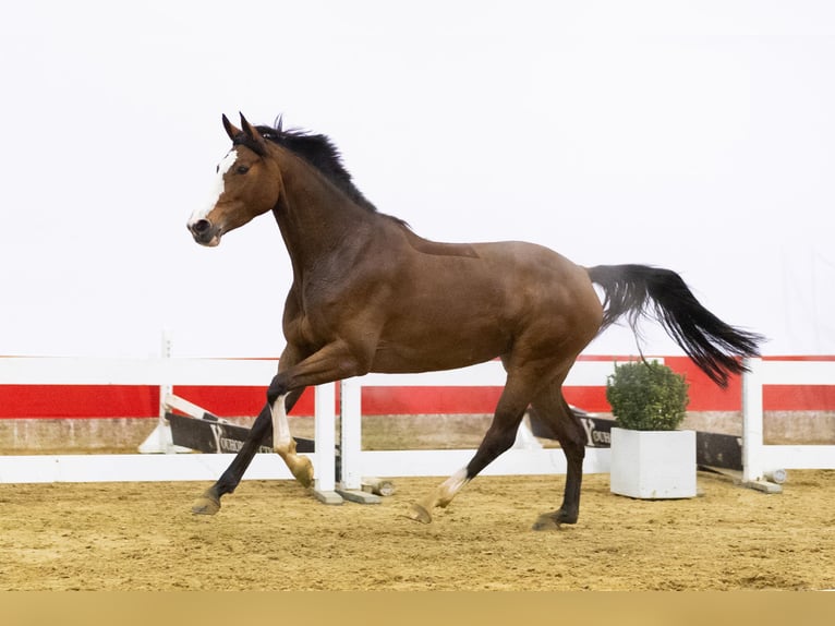 KWPN Stute 5 Jahre 167 cm Brauner in Waddinxveen