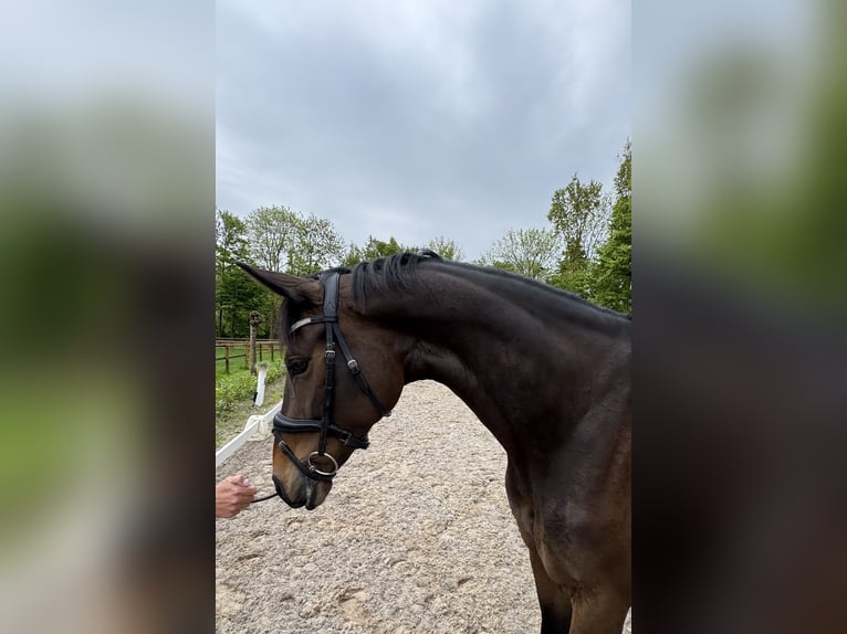 KWPN Stute 5 Jahre 167 cm Brauner in Susteren