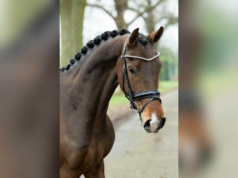 KWPN Stute 5 Jahre 167 cm Dunkelbrauner in Herpen