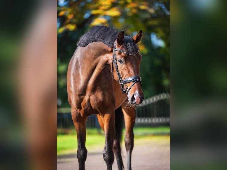 KWPN Stute 5 Jahre 167 cm Dunkelbrauner in Herpen