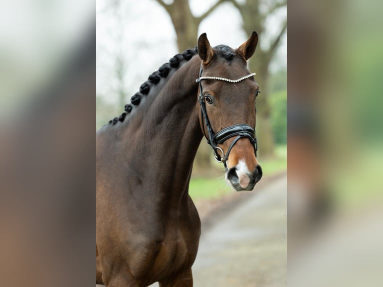 KWPN Stute 5 Jahre 167 cm Dunkelbrauner in Herpen