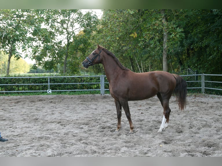 KWPN Stute 5 Jahre 167 cm Fuchs in Doornspijk