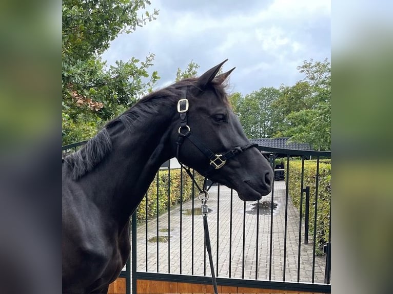 KWPN Stute 5 Jahre 167 cm Rappe in Enter