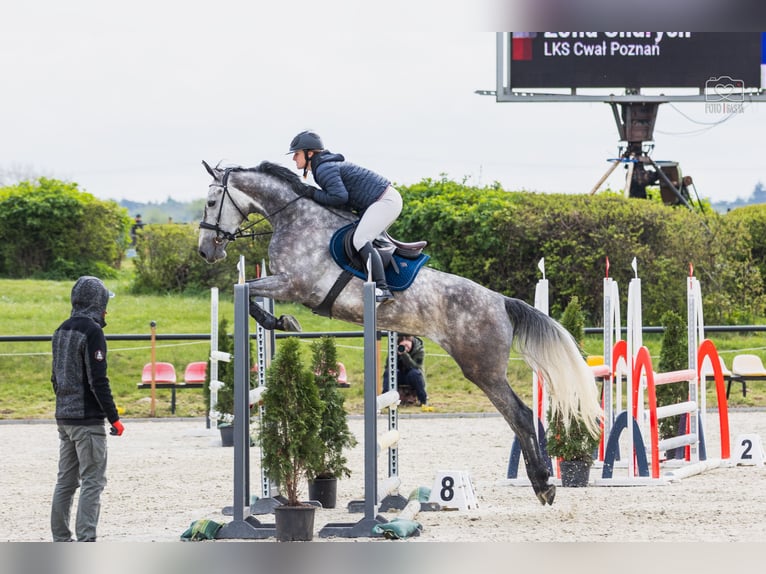 KWPN Stute 5 Jahre 167 cm Schimmel in Ostroróg