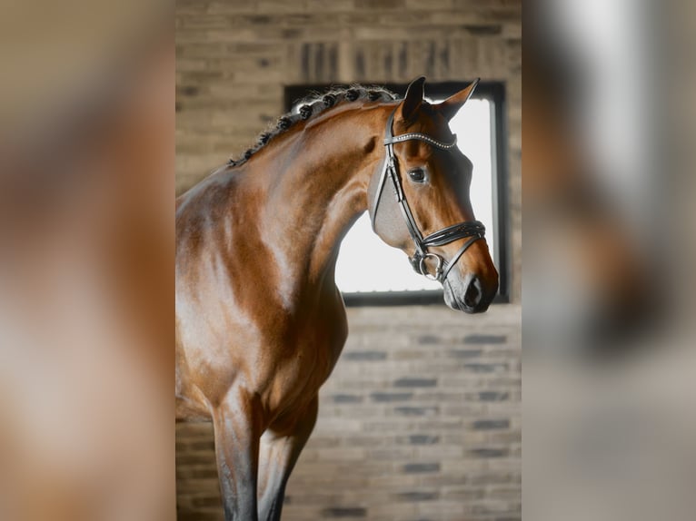 KWPN Stute 5 Jahre 168 cm Brauner in De Goorn