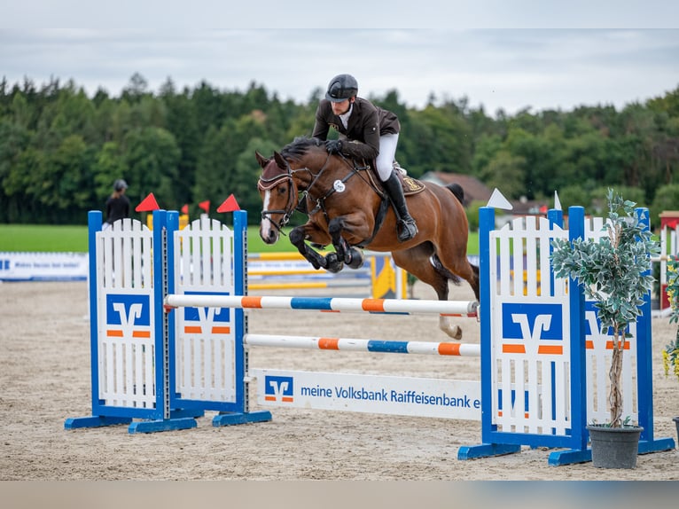 KWPN Stute 5 Jahre 168 cm Brauner in Lengdorf