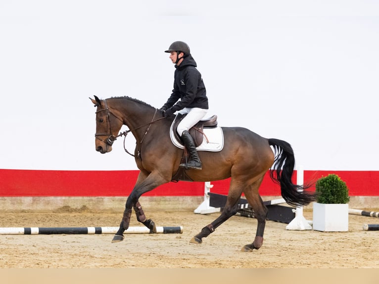 KWPN Stute 5 Jahre 168 cm Brauner in Waddinxveen