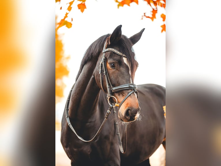 KWPN Stute 5 Jahre 168 cm Dunkelbrauner in St. Veit/Glan KWPN Stute 5 Jahre 168 cm Dunkelbrauner in St. Veit/Glan