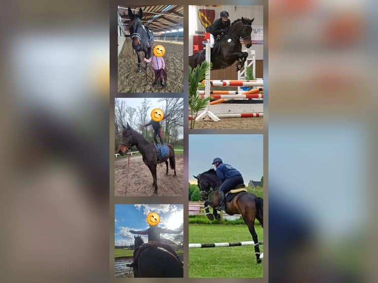 KWPN Stute 5 Jahre 168 cm Dunkelbrauner in Nordwalde