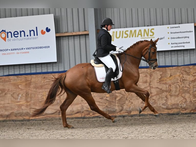 KWPN Stute 5 Jahre 168 cm Fuchs in Swifterbant