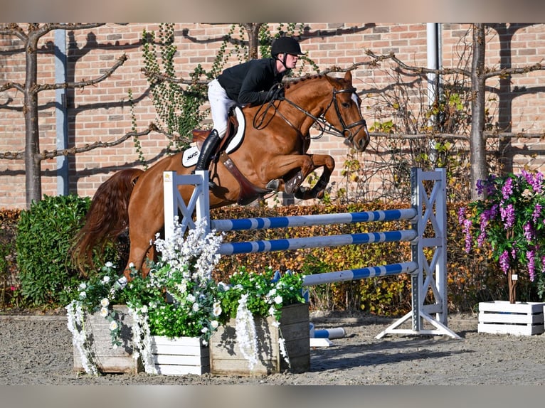 KWPN Stute 5 Jahre 168 cm Fuchs in Bladel