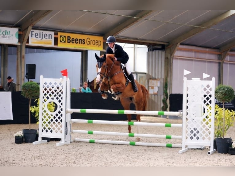 KWPN Stute 5 Jahre 168 cm Fuchs in Raalte