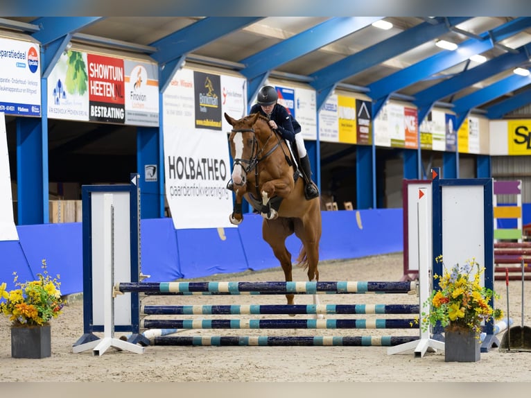 KWPN Stute 5 Jahre 168 cm Fuchs in Raalte