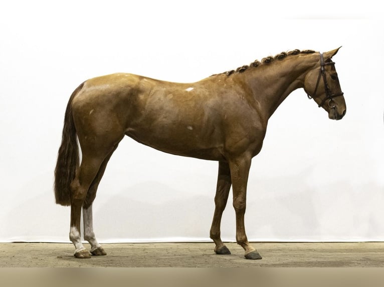 KWPN Stute 5 Jahre 168 cm Fuchs in Bern