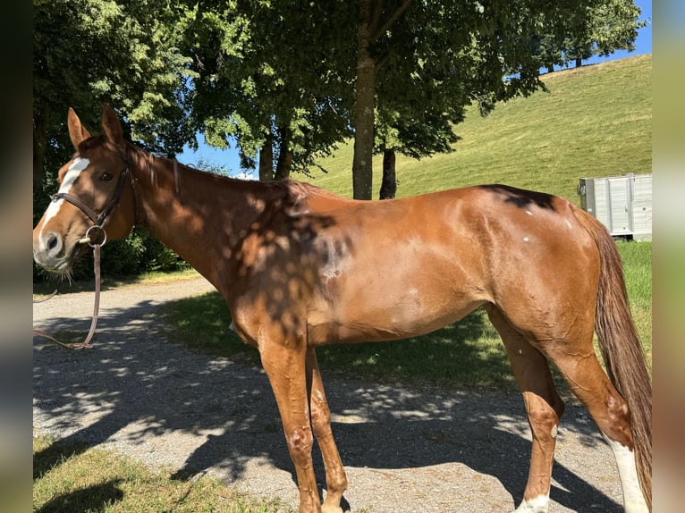 KWPN Stute 5 Jahre 168 cm Fuchs in Bern