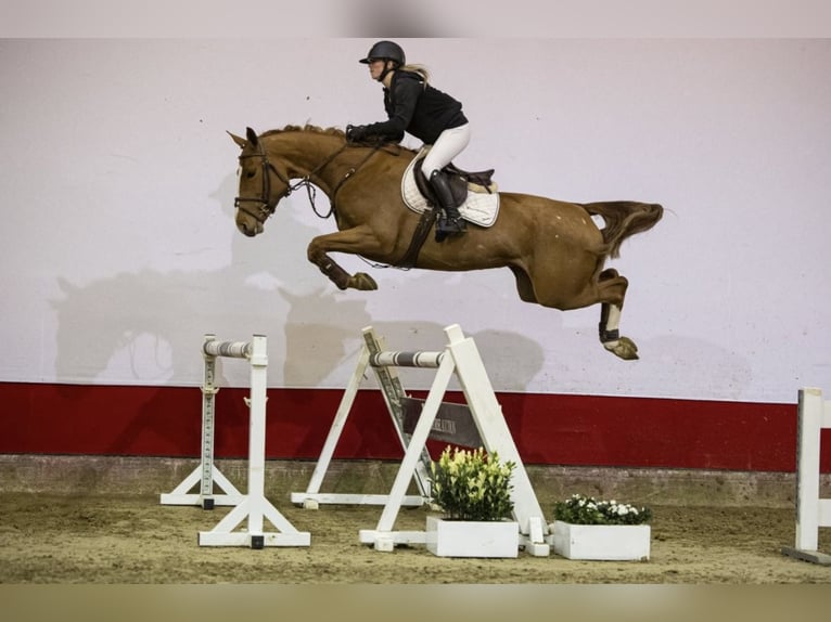 KWPN Stute 5 Jahre 168 cm Fuchs in Bern