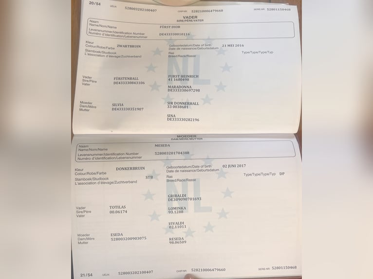 KWPN Stute 5 Jahre 168 cm Rappe in Diessen