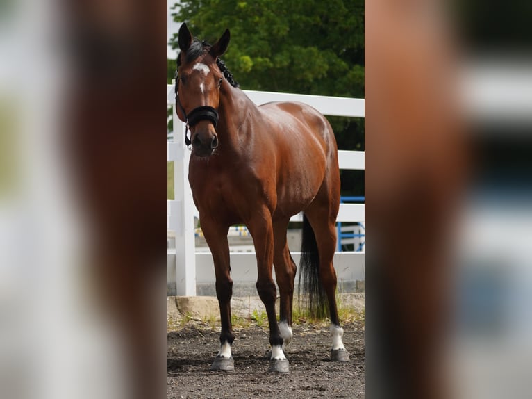 KWPN Stute 5 Jahre 168 cm Rappe in Nettersheim