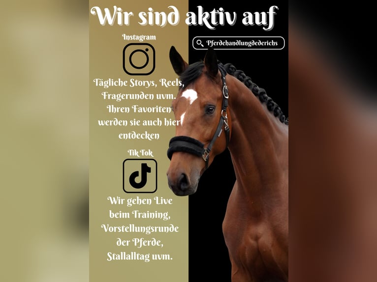KWPN Stute 5 Jahre 168 cm Rappe in Nettersheim