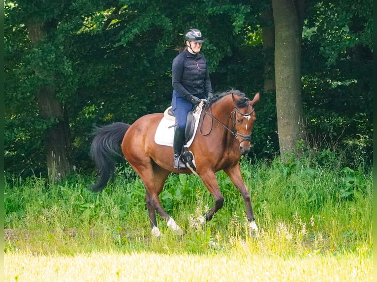 KWPN Stute 5 Jahre 168 cm Rappe in Nettersheim