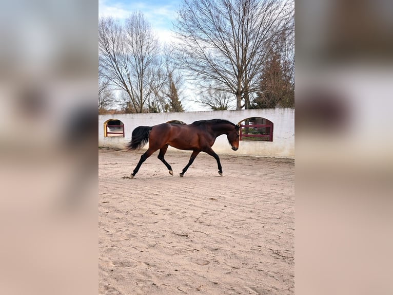 KWPN Stute 5 Jahre 169 cm Brauner in Gard