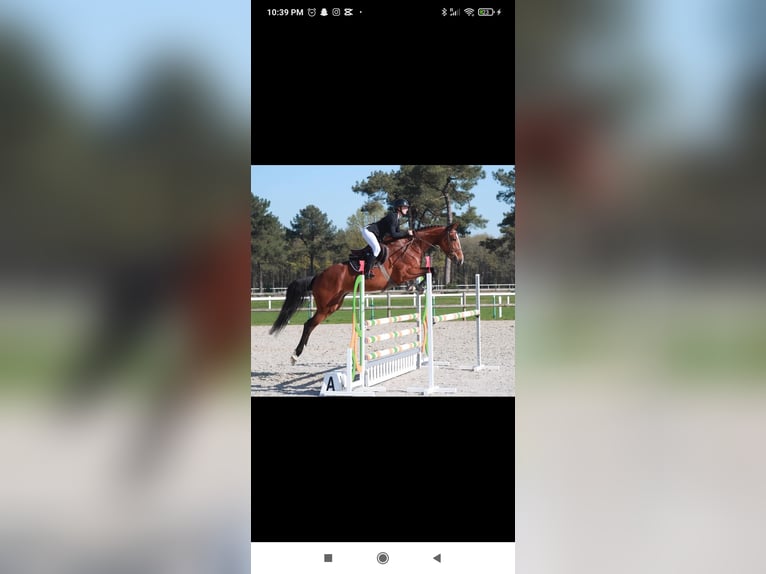 KWPN Stute 5 Jahre 169 cm Brauner in Saumur