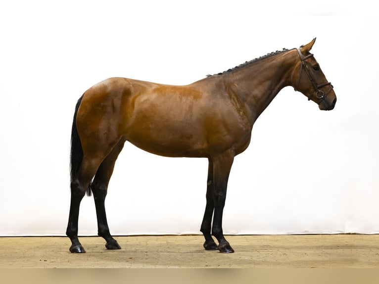 KWPN Stute 5 Jahre 169 cm Brauner in Waddinxveen