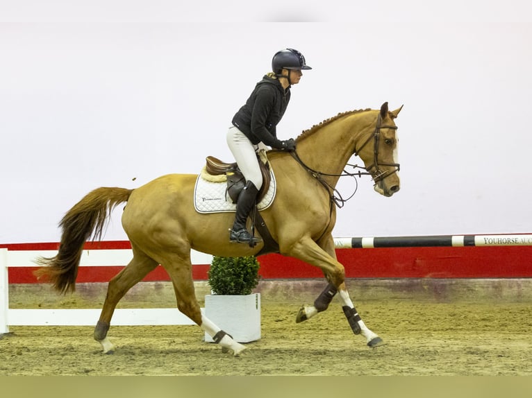 KWPN Stute 5 Jahre 169 cm Fuchs in Waddinxveen