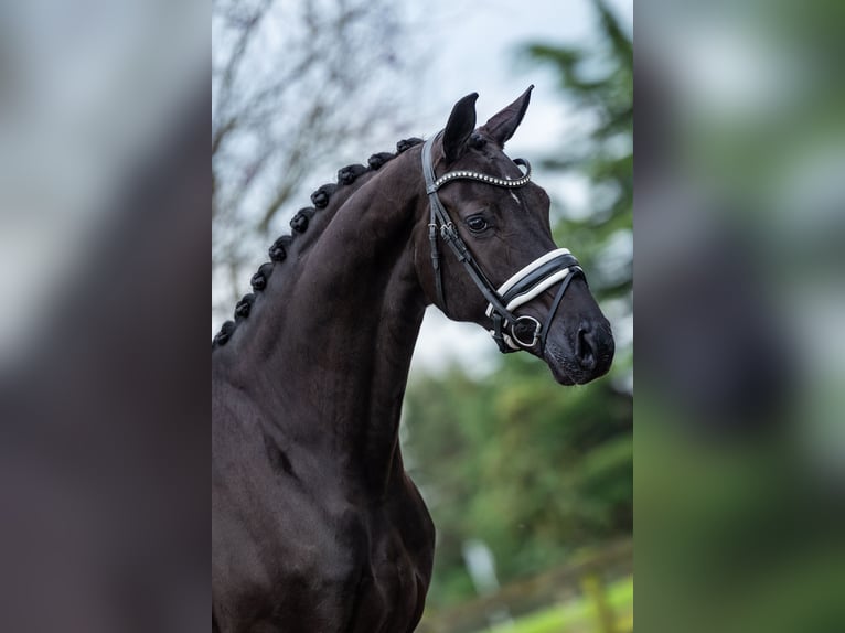 KWPN Stute 5 Jahre 169 cm Rappe in Dreumel