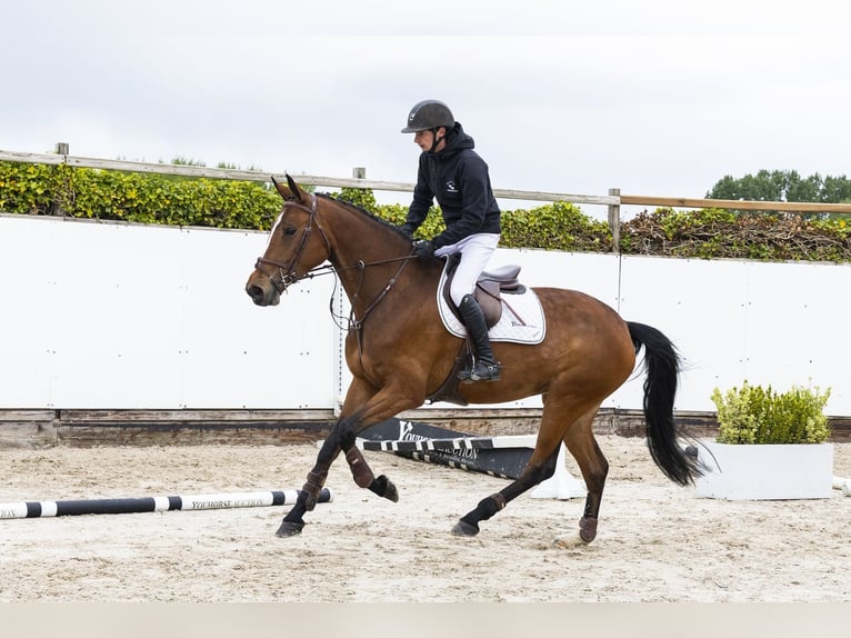 KWPN Stute 5 Jahre 169 cm  in Waddinxveen