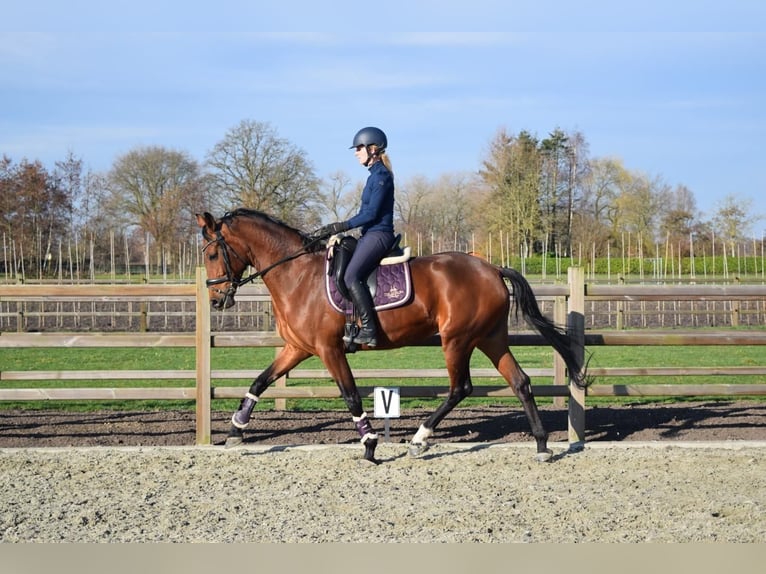 KWPN Stute 5 Jahre 170 cm Brauner in Sprang-Capelle