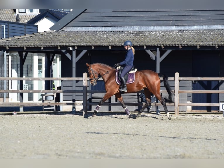 KWPN Stute 5 Jahre 170 cm Brauner in Sprang-Capelle