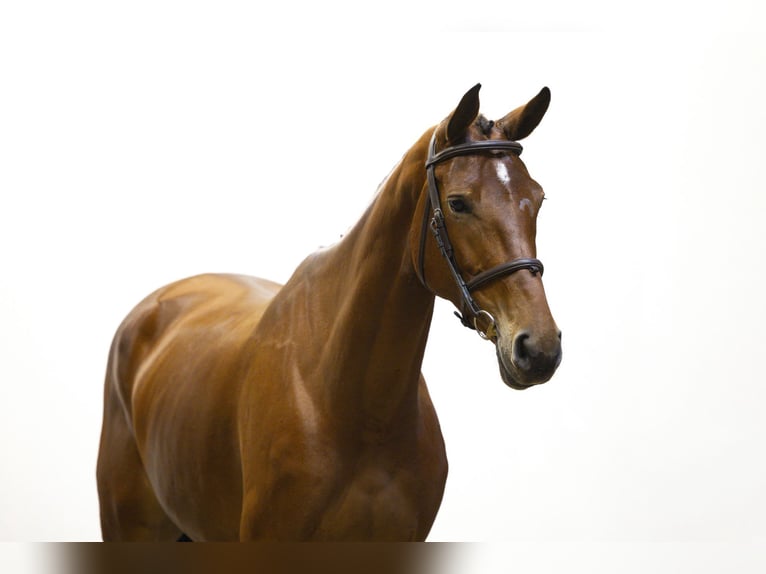 KWPN Stute 5 Jahre 170 cm Brauner in Waddinxveen