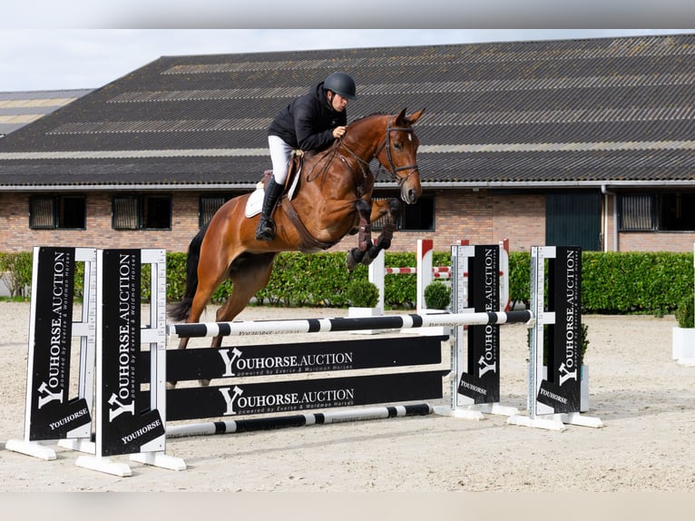 KWPN Stute 5 Jahre 170 cm Brauner in Waddinxveen