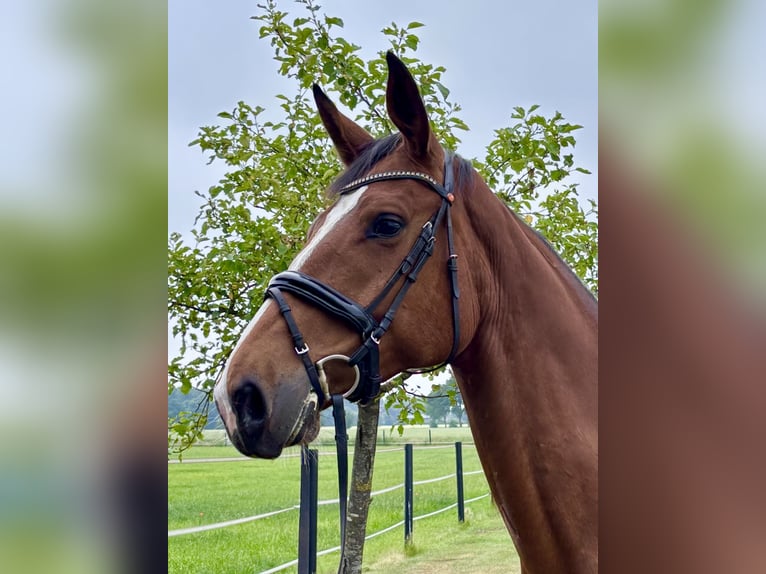 KWPN Stute 5 Jahre 170 cm Brauner in Herzlake