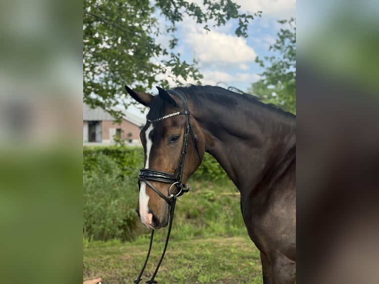 KWPN Stute 5 Jahre 170 cm Dunkelbrauner in Haaksbergen