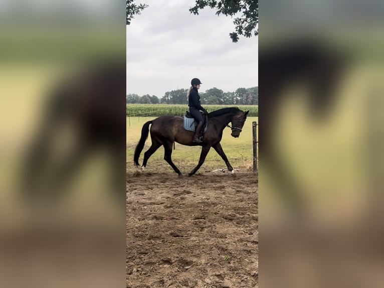 KWPN Stute 5 Jahre 170 cm Dunkelbrauner in Haaksbergen