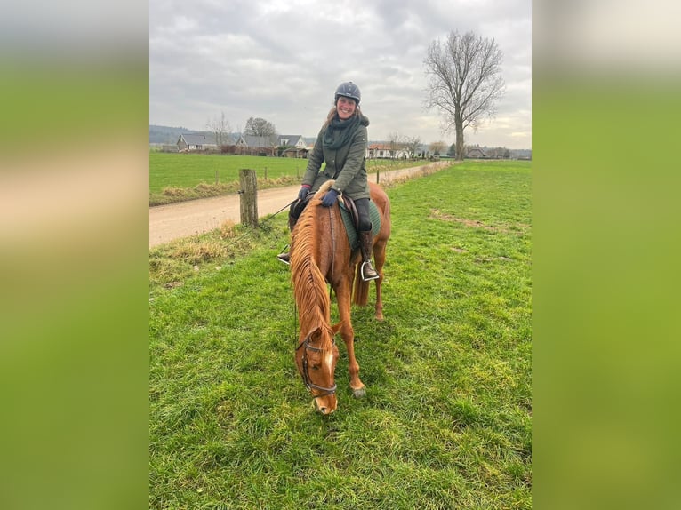 KWPN Stute 5 Jahre 170 cm Dunkelfuchs in Eibergen