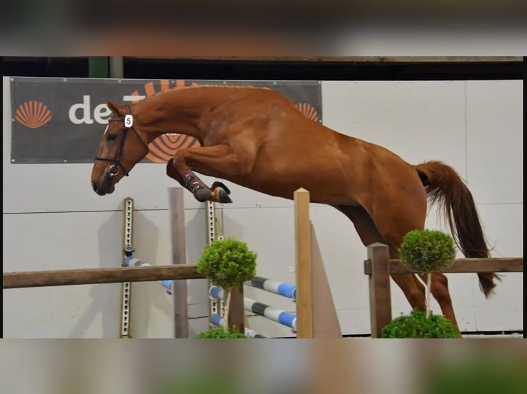 KWPN Stute 5 Jahre 170 cm Dunkelfuchs in Eibergen