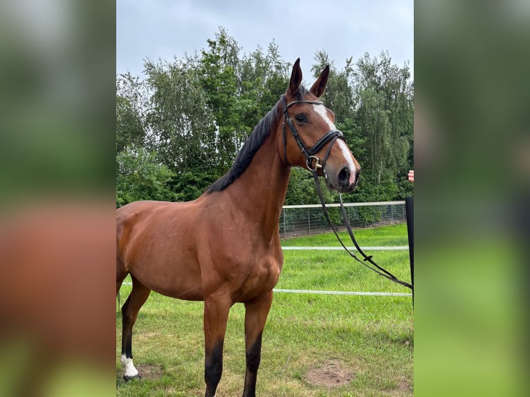 KWPN Stute 5 Jahre 170 cm Hellbrauner in Heinsberg
