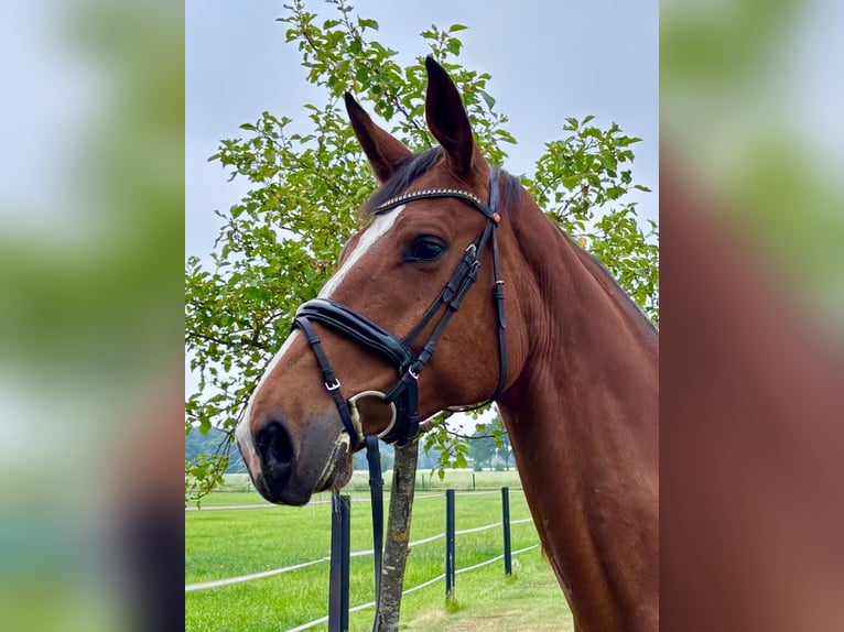 KWPN Stute 5 Jahre 170 cm Hellbrauner in Heinsberg