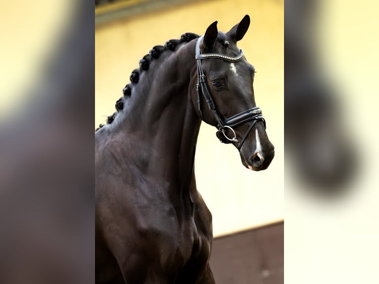 KWPN Stute 5 Jahre 170 cm Rappe in Haaksbergen